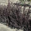 Tiny Wine® Ninebark #3 - Image 3